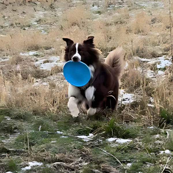 Frisbee pour Chien - FlyDog™ - Bleu